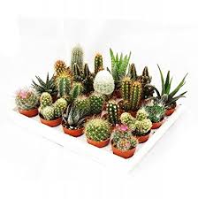 Mini Kakteen Und Sukkulenten Set Mit 20 Pflanzen Amazon De Garten Kakteen Und Sukkulenten Mini Kaktus Pflanzen