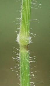 Image result for Styppeiochloa