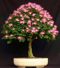 Image result for Fabaceae subfamily Mimosoideae