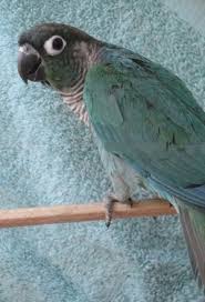 Green Cheek Conure Mutations Page 2 Parrot Forum