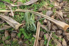 Setelah warna merata, lalu diangkat dan dijemur lagi hingga kering. Foto Menjaga Tikar Pandan Tradisional Aceh Agar Tak Punah Kumparan Com