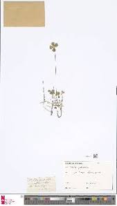 Image result for Marsilea burchellii