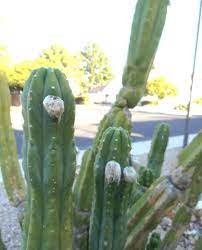 Peyote is not particularly pleasant. Photo Of The Bloom Of San Pedro Cactus Echinopsis Pachanoi Posted By Lizdtm Garden Org