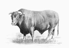 Image result for bull drawing