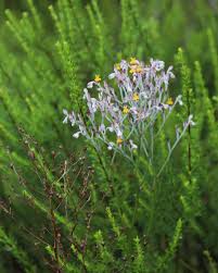 Image result for Asclepias aurea