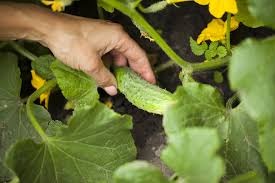 These will help to trap moisture every time you water, instead of it running off over the surface. How To Grow Cucumbers Thompson Morgan