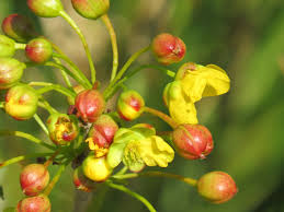 Image result for Ochna natalitia