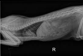 Cat X Ray Pictures Ragdoll Cat Chest Abdomen X Ray Photos Cat Health Problems Cat Health Remedies Cat Health Care