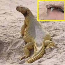 Pin By Hanem On Islam Animals Lizard Islam