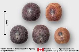 Image result for Brassica rapa