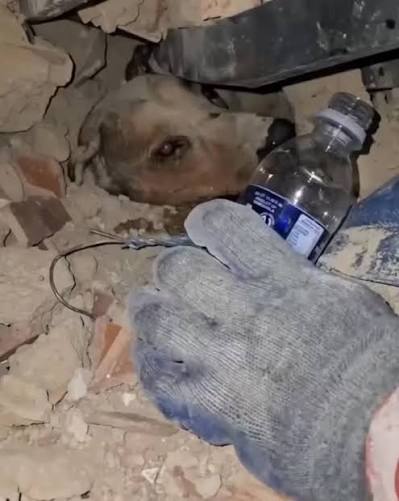 💞 Un chien de 6 ans nommé Buddy a été retrouvé vivant jeudi, après avoir  passé huit jours éprouvants coincé sous les décombres de sa maison  effondrée dans la ville vénézuélienne de Caraballeda.