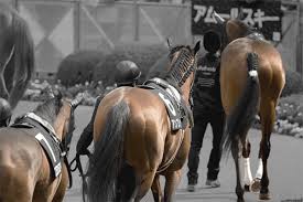 Official account of nhk, japan's public broadcaster. ãƒ‹ãƒ¥ãƒ¼ã‚¸ãƒ¼ãƒ©ãƒ³ãƒ‰täºˆæƒ³2021 å¤šå£«æ¸ˆã€…ã®ç«¶èµ°é¦¬ãŸã¡ãŒé›†çµã™ã‚‹ æœ¬ç•ªã«ç¹‹ãŒã‚‰ãªã„ ãƒˆãƒ©ã‚¤ã‚¢ãƒ« ç«¶é¦¬ãƒ˜ãƒƒãƒ‰ãƒ©ã‚¤ãƒ³