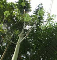 Image result for Ceiba pentandra