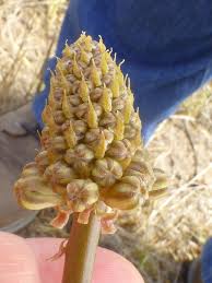 Image result for Drimia elata