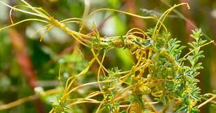 Image result for Cuscuta australis