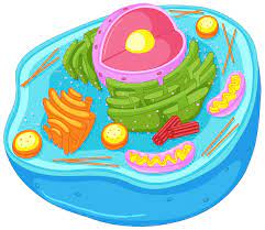 We did not find results for: Close Up Diagram Of Animal Cell 414838 Vector Art At Vecteezy
