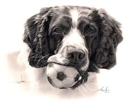 Black And White Springer Spaniel Clipart Drawing Of A Springer Spaniel With Ball 14 X11 Dog Portraits Art Dog Paintings Dog Art