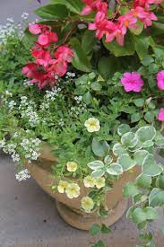 Pin On Gardens Flowers Pretty Pots