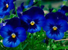 The Blue Pansies Desktop Nexus Wallpapers Pansies Flowers Pansies Pansy Garden