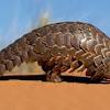 These scales account for up to 20% of a pangolin's entire weight. Https Encrypted Tbn0 Gstatic Com Images Q Tbn And9gcrck0olwfebzulhpd5j4qgic1wa9zcp3r Ckxp6bel3uqpd5bap Usqp Cau