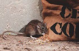 Father & son pest control employs organic pest control methods because toxic chemicals that are intended to kill an entire pest population can also harm your family, especially kids that are below the age of five. All Natural Pest Control Newport Or Pro Pest Solutions
