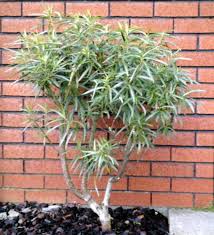 Image result for Gomphocarpus fruticosus