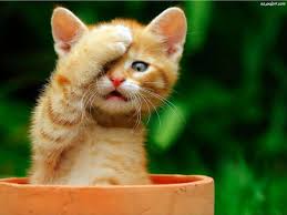 Roliga Katter Spela Pussel Gratis Pa Puzzle Factory