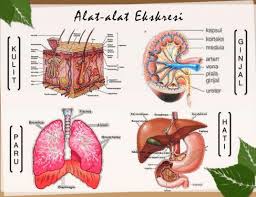 Produksi keringat tersebut dipengaruhi oleh sistem saraf pusat yang disebut hipotalamus. Quiz Sistem Ekskresi Other Quiz Quizizz