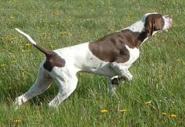 On Point Chien De Chasse Chien Animaux