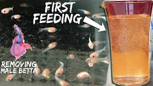Jul 11, 2021 · when and how often to feed a betta fish? Feeding Betta Fish The Right Way Dexter S World