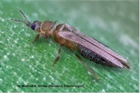 Image result for Onion Thrips