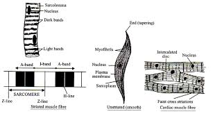 Give one function of smooth muscles. Diagrammatically Show The Difference Between The Three Types Of Muscle Fibres