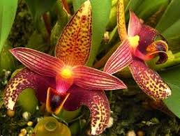 Image result for Bulbophyllum rugosibulbum