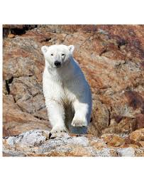 L'ours polaire, aussi appelé ours blanc, créature majestueuse du grand nord, est le plus grand carnivore terrestre au monde. Que Cache L Ours Polaire De Frederic Ours Polaire Plage Tropicale Pewter