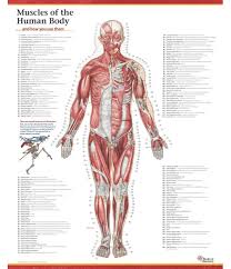 Therefore, muscle power rises in parallel with body temperature. Books Of Discovery Trail Guide To The Body Muscles Of The Human Body Poster Anterior View
