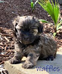 We did not find results for: Moptop Havanese Home Facebook