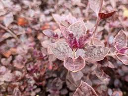 Image result for Cyathula