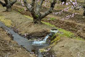 Newly planted trees require a gallon of water every 7 days or so during a normal growing season. Watering The Fields Of Fruit Trees On The Farm Stock Photo Picture And Royalty Free Image Image 37205076