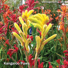 Summer flowers can give your garden landscape that pop of color or texture you're looking for—even in the heat! 10 Best Summer Flowering Plants For Instant Garden Colour Searles Gardening