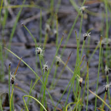 Image result for Eleocharis confervoides