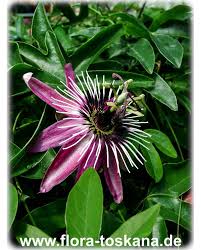 Die passionsblume alata ist eine ursprünglich aus amerika stammende kübelpflanze, die mit abstand die größte exotik ausstrahlt! Passiflora X Violacea Victoria Passionsblume Flora Toskana