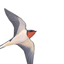 Birds Of Eastern North America Book Sibley S Backyard Birds Of Eastern North America Poster Sibley Birds Of America Backyard Birds