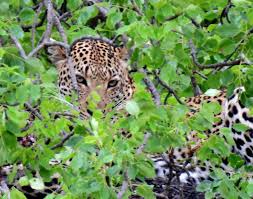 Image result for Hyparrhenia bracteata