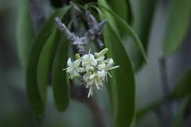 Image result for Coptosperma