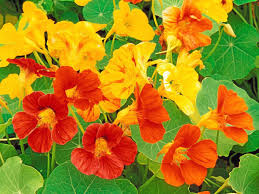 Image result for Nasturtium