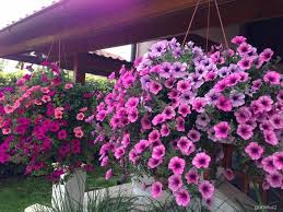 Image result for foto petúnie