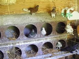 Pigeon Nest Boxes Nesting Boxes Pigeon Nest Pigeon Loft