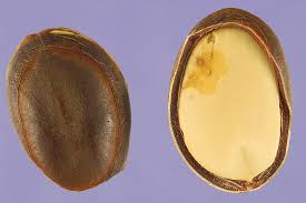 Fever, respiratory depression, nausea, vomiting, and diaphoresis. 23 Top Health Benefits Of Petai Hb Times