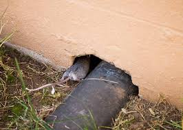 Great stuff pest block insulating foam sealant expands to fill, seal and insulate gaps up to 1 in. Why Mice Invade Maryland Virginia And Washington D C Homes