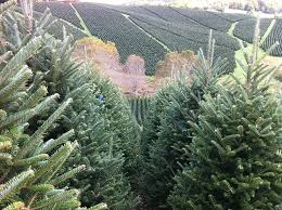 We did not find results for: Christmas Tree Farm Plantations Bl Christmas Trees